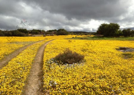 鲜花天空自然黄色的花