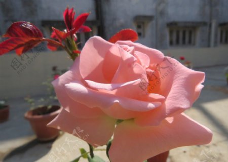 玫瑰与阳光自然粉红色