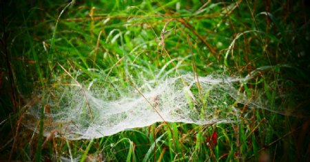 蜘蛛网透明草甸