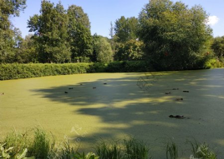 池塘鸭布卢姆水鸟景观