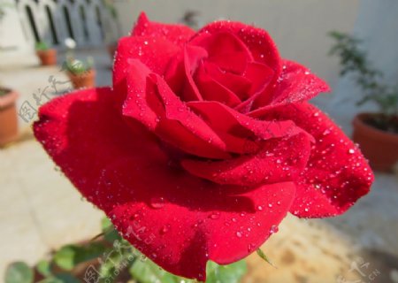 红色玫瑰红玫瑰大自然的美丽