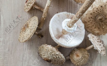 木板上的蘑菇
