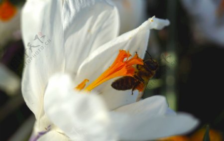 昆虫黄蜂花