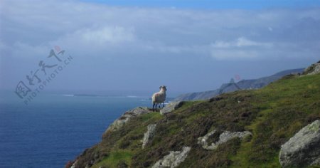 苏格兰海岸上的小羊