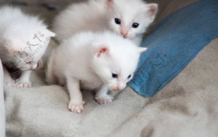 猫白猫家猫土猫小土猫