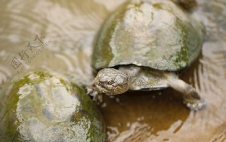 水乌龟自然动物野生爬