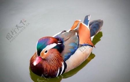 鸳鸯背景自然池塘水鸟