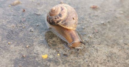 雨后爬行中的蜗牛