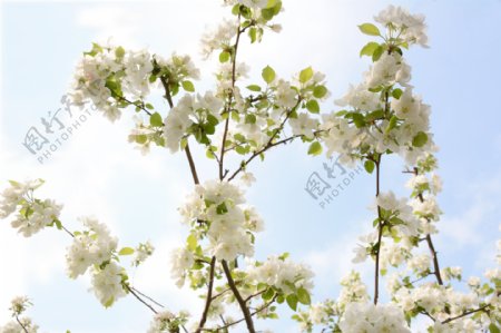 白色苹果花