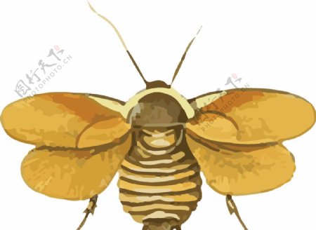 蟑螂昆虫插画