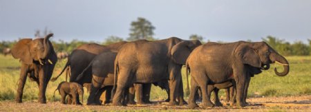 草原上成群结队的大象