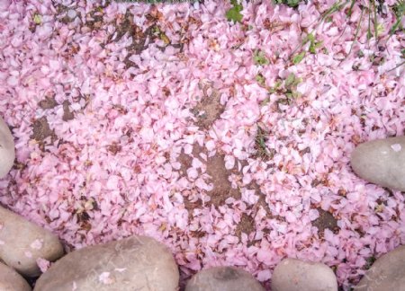 樱花粉色花瓣坠落背景