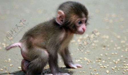 小猴子猴宝宝