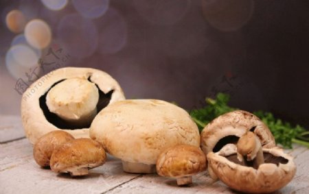 香菇花菇菌菇随州香菇蘑菇