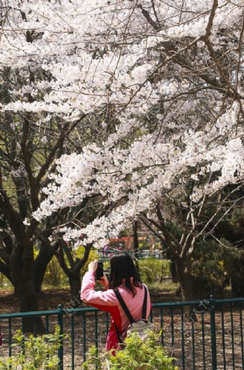 公园樱花