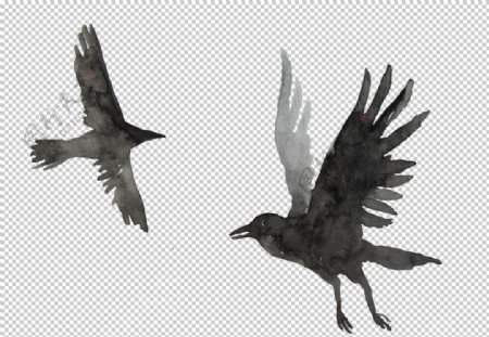 黑色乌鸦飞鸟
