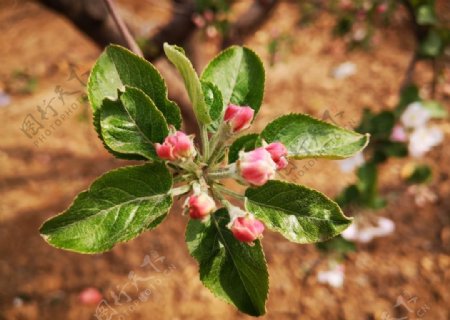 苹果花