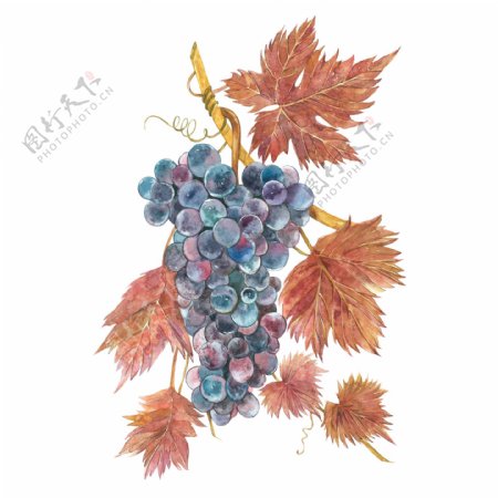 水果葡萄绘画