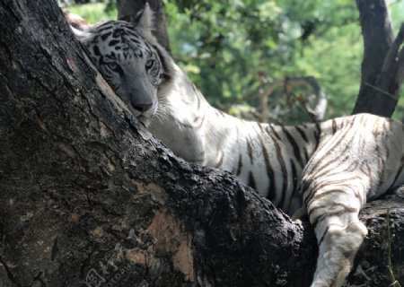 老虎在树上休息
