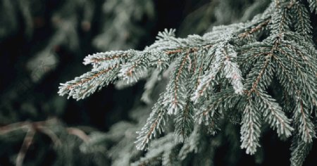 冰雪覆盖植物