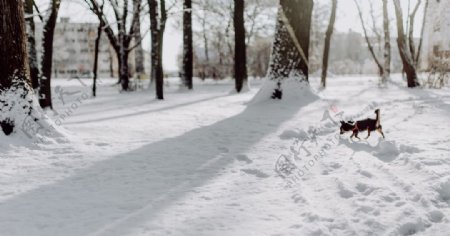 雪景公园雪景唯美