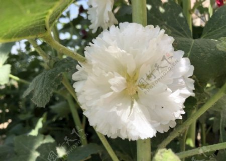 白色蜀葵