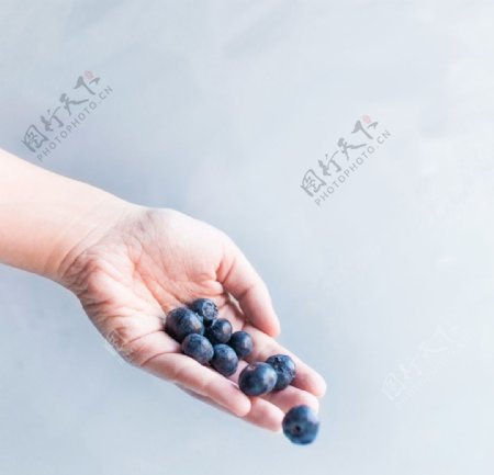 蓝莓Blueberry