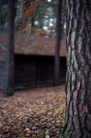 林中小屋