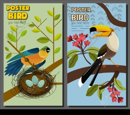 鸟类海报