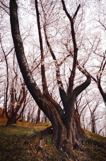 樱花枝头树根森林自然背景素材