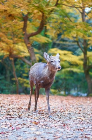 日式小鹿可爱公园背景素材