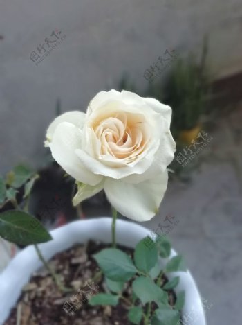 白色玖瑰花