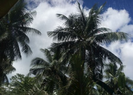 椰林蓝天