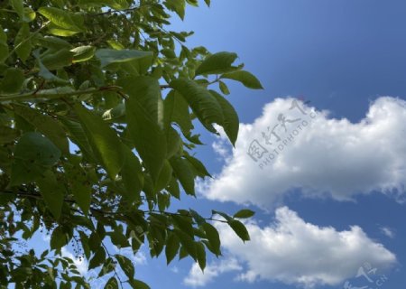 树与天空
