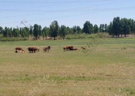 草场悠闲吃草的牛群