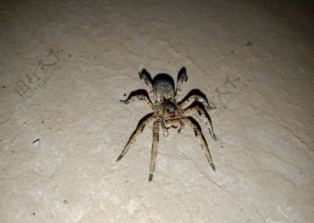 蜘蛛35