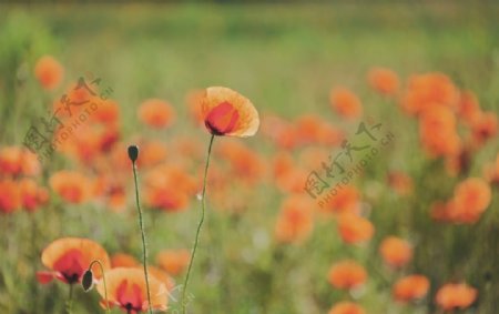 橙色花卉摄影