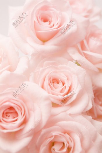粉玫瑰花束