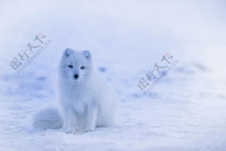 雪地北极狐
