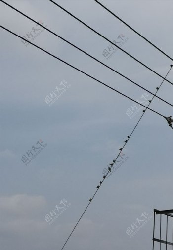 农村田园风光电线杆上的麻雀鸟类