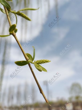 风吹起的柳枝