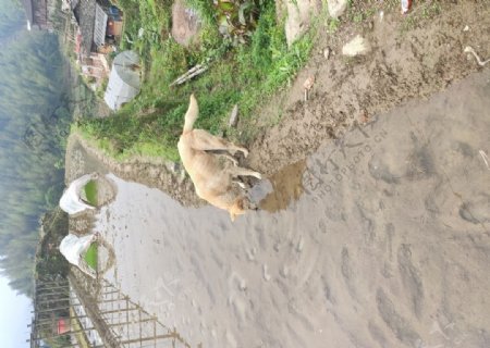 喝水的中华田园犬