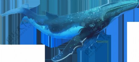鲸鱼自然生物插画卡通海报素材