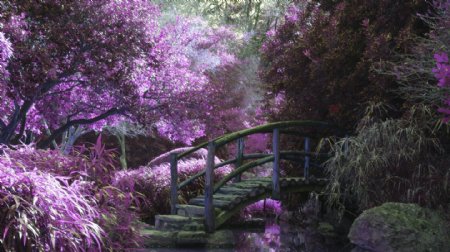 仙气浅紫森林木桥风景