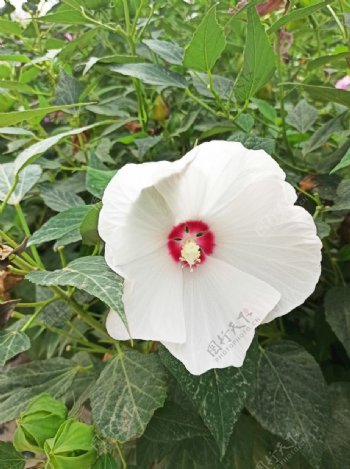 风景花朵野花田园风光