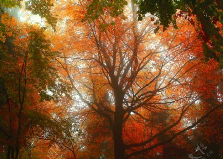 秋景树木树林风光