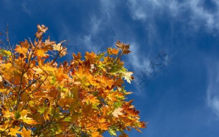 秋季枫叶背景素材