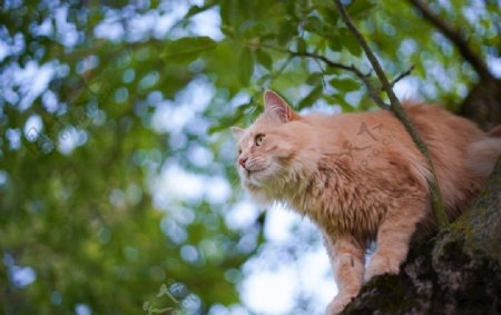 树上的猫