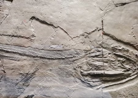 贵州化石