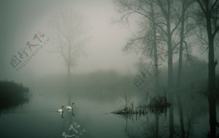 湖面迷雾森林自然生态背景素材